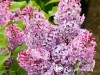 Alyva paprastoji ,Princessa Sturdza' (lot. Syringa vulgaris)